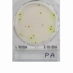 Compact Dry PA - for the detection of Pseudomonas aeruginosa HyServe 1002947